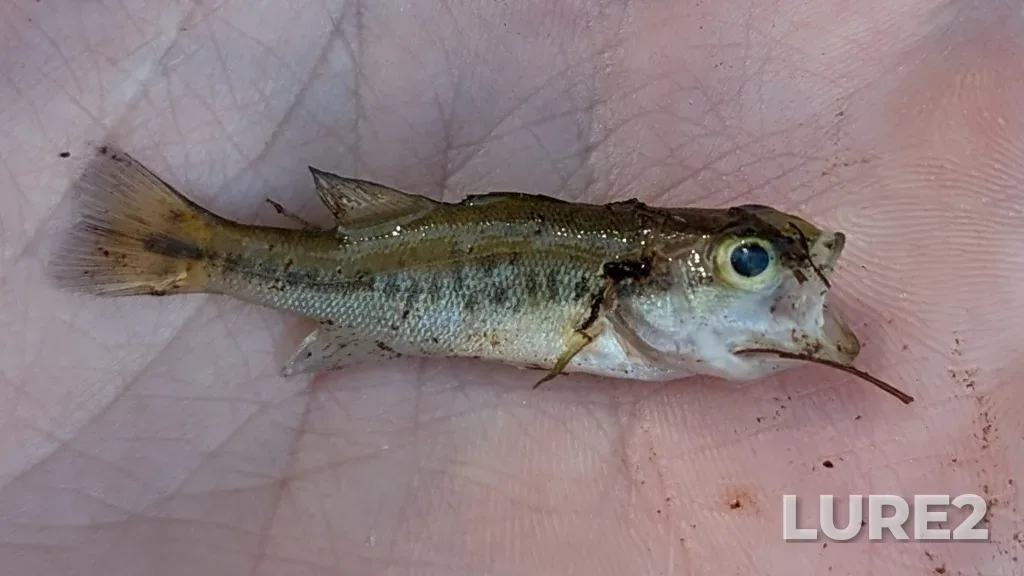 Largemouth bass — Pigeon Lake, Jul 25, 2022, 3:15 PM