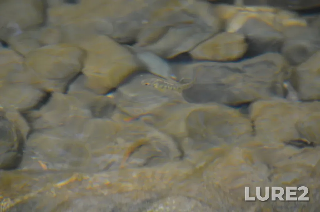 Coho salmon — Nanaimo River, Jul 14, 2022, 4:21 PM