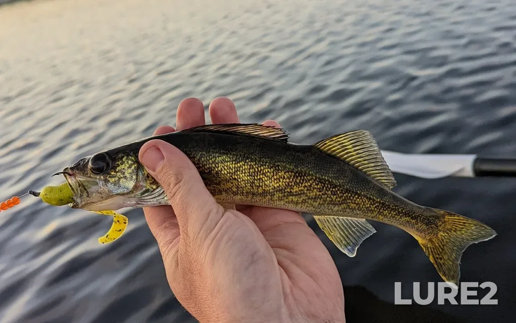 Walleye — Pigeon Lake, Jul 26, 2022, 8:47 PM