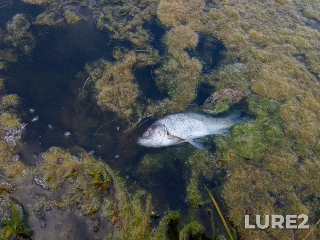 Crucian carp — Cherkizovskiy, Jul 27, 2022, 5:55 PM