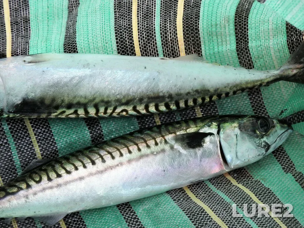 Atlantic mackerel — Baie de Gaspé, Jul 14, 2022, 4:02 PM