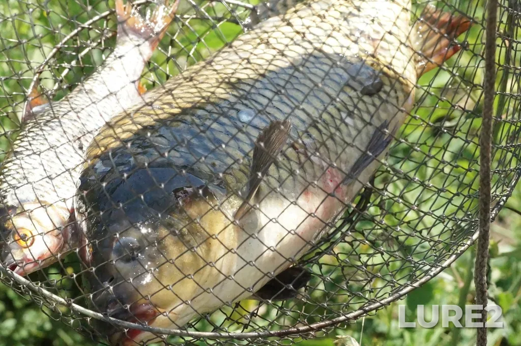 Carp — Kimovskiy rayon, RU-TL, RU, Jul 09, 2022, 12:26 PM