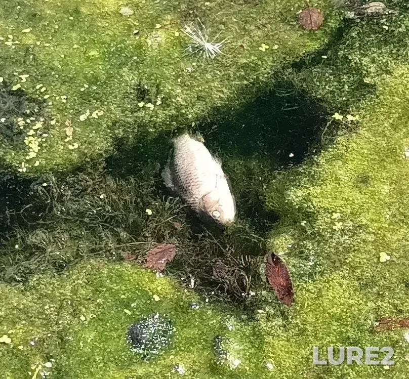 Crucian carp — Verkhniy Znamenskiy, Jul 29, 2022, 2:03 PM
