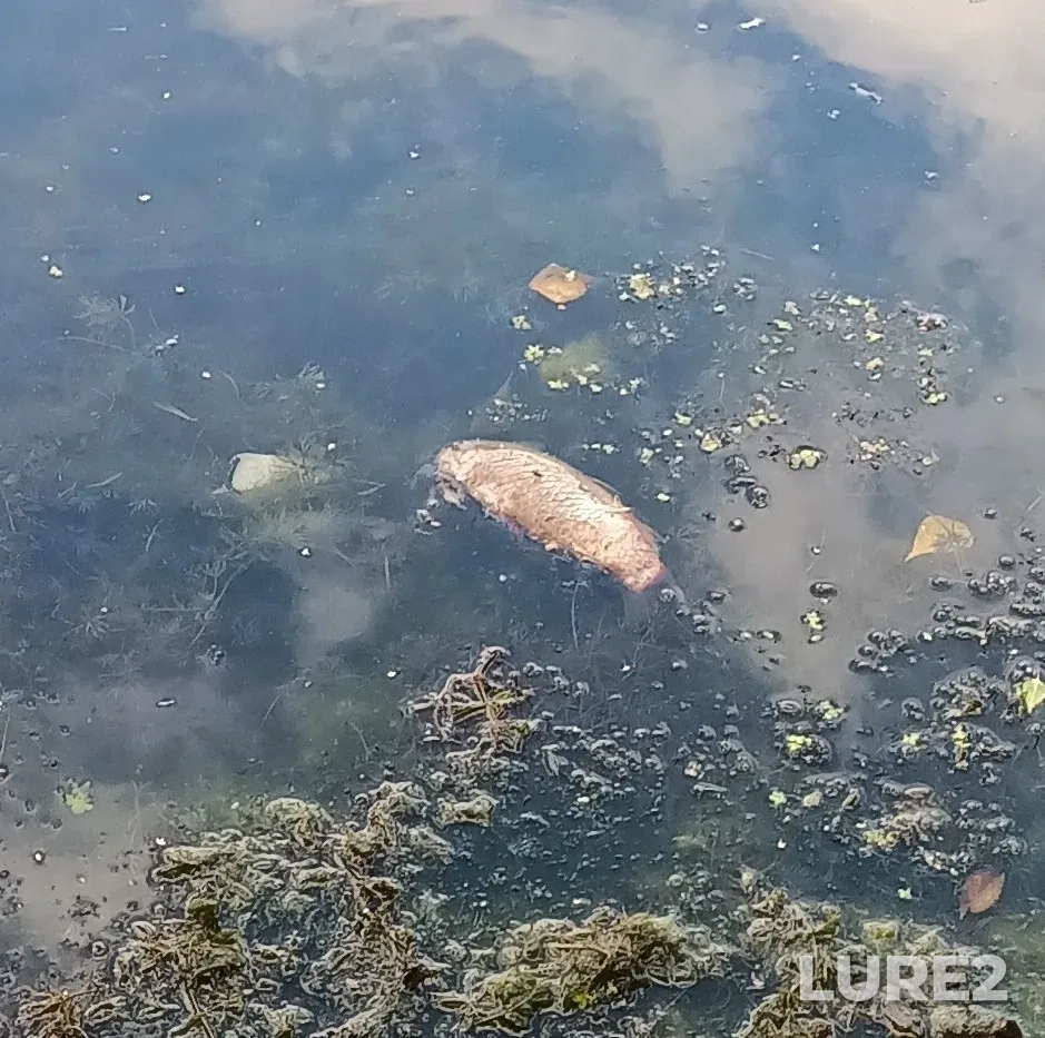 Crucian carp — Verkhniy Znamenskiy, Jul 29, 2022, 1:49 PM