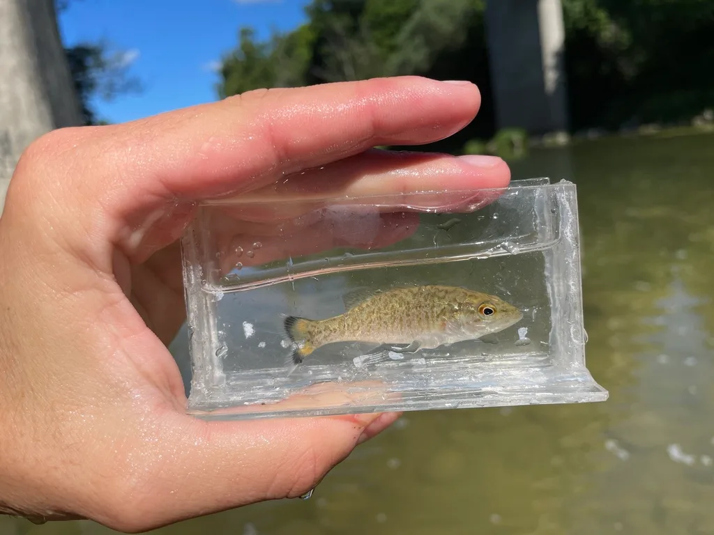 Smallmouth bass — Nith River, Jul 29, 2022