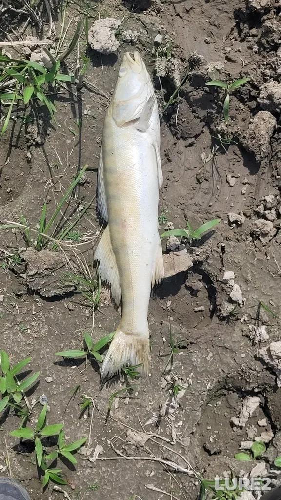 Zander — Akhtuba, Jul 30, 2022, 2:10 PM