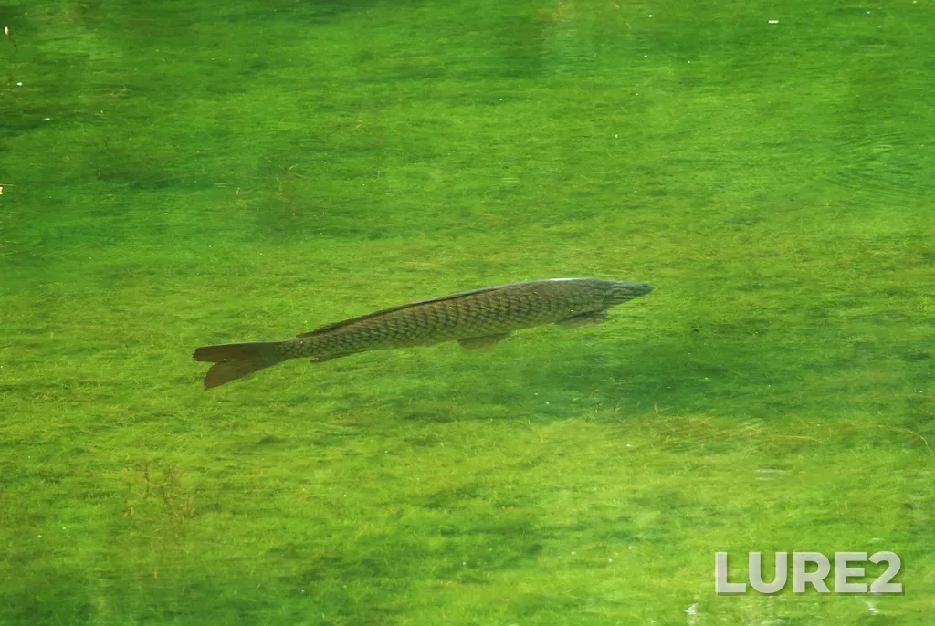 Carp — Russia, Novosibirsk Academy Town, Botanical Garden, the pond shallow upper part, Jul 16, 2022, 3:55 PM