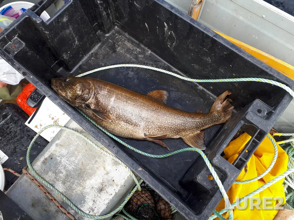 Lake trout — Lac Sédillot, Jul 26, 2022, 2:43 PM