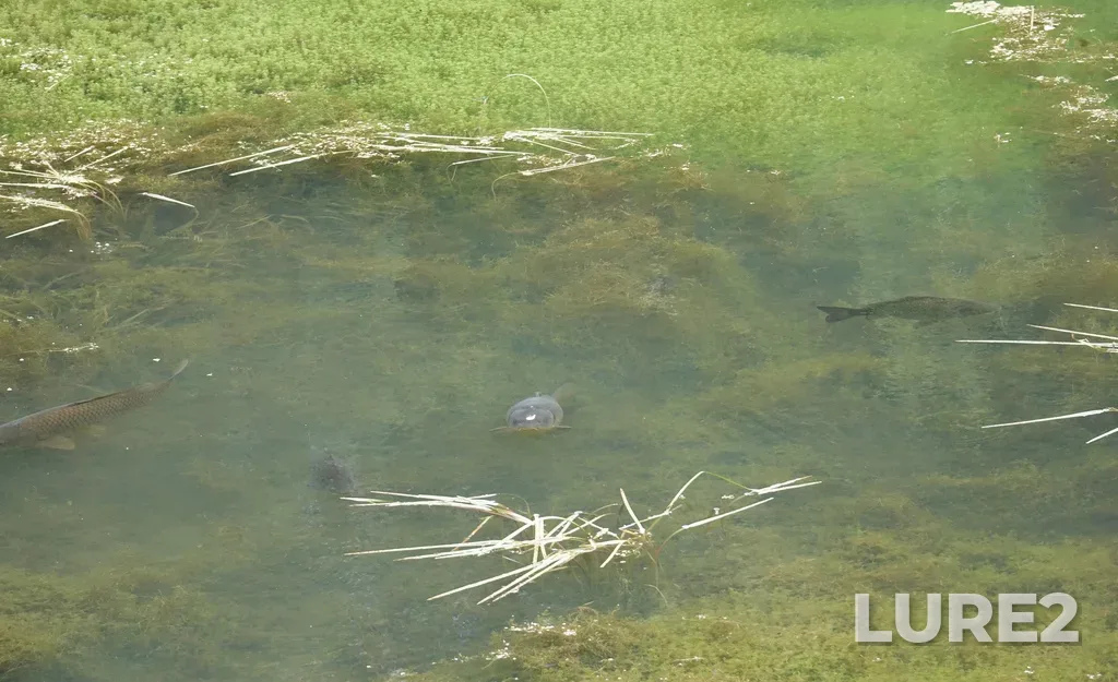 Carp — Russia, Novosibirsk Academy Town, Botanical Garden, the pond shallow upper bank, Jul 16, 2022, 4:11 PM