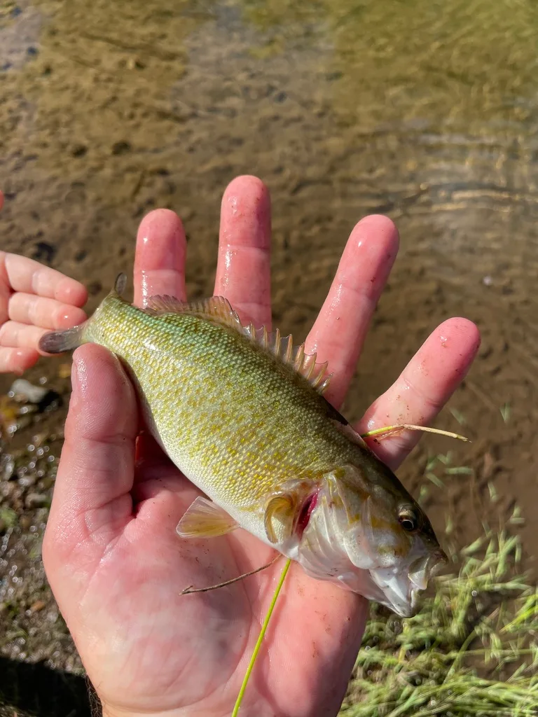 Smallmouth bass — Nottawasaga River, Aug 2, 2022