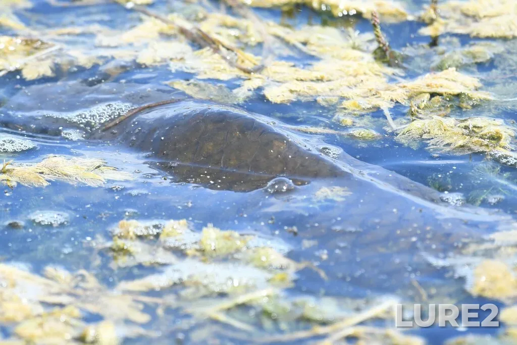 Carp — Lake Erie, Aug 2, 2022