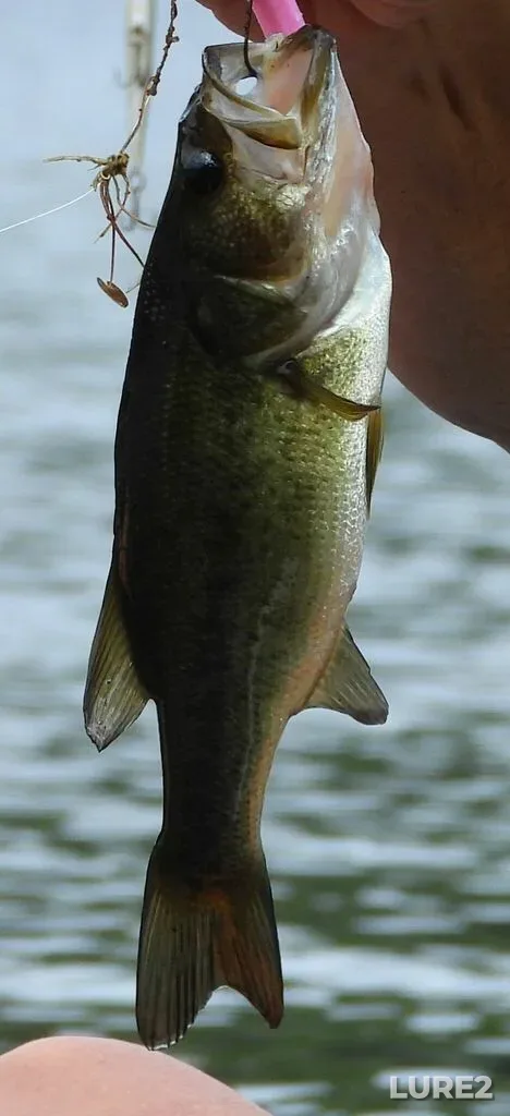 Largemouth bass — Stonehouse Lake, Aug 03, 2022, 2:33 PM