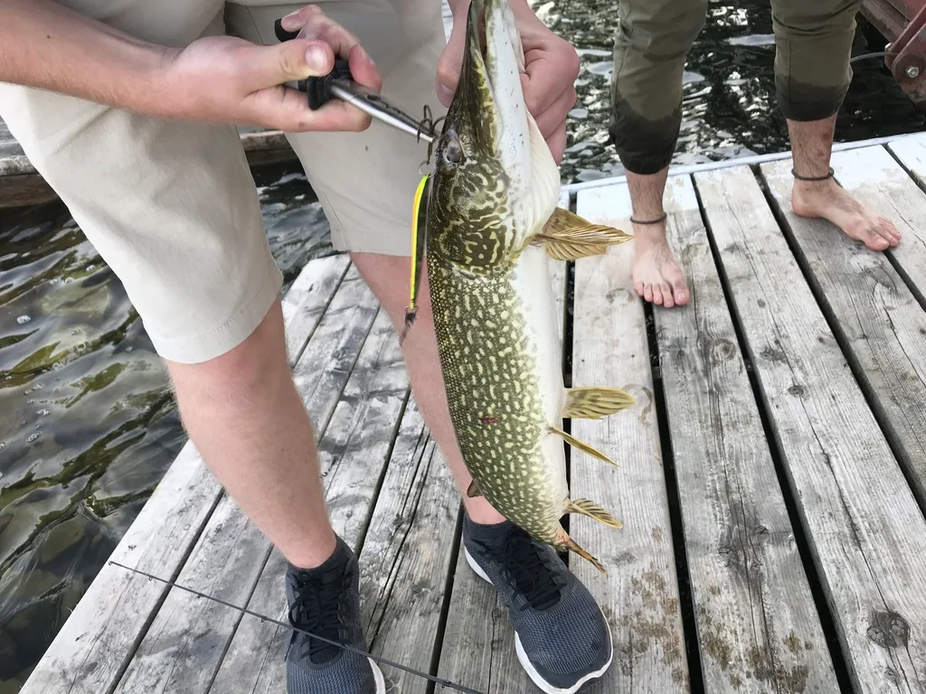Pike — Lake Couchiching, May 30, 2018