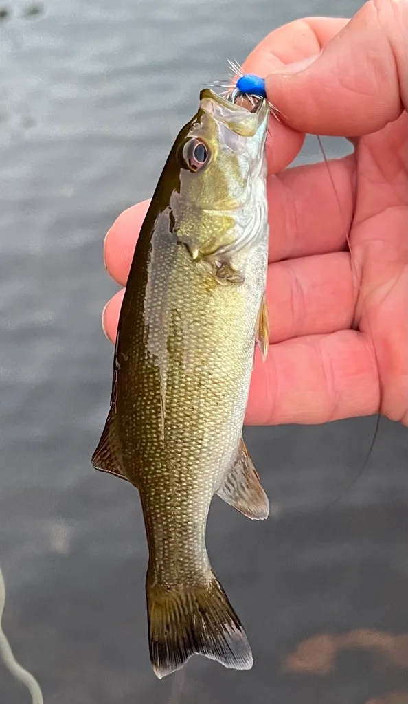Smallmouth bass — Fancy Lake, Aug 6, 2022