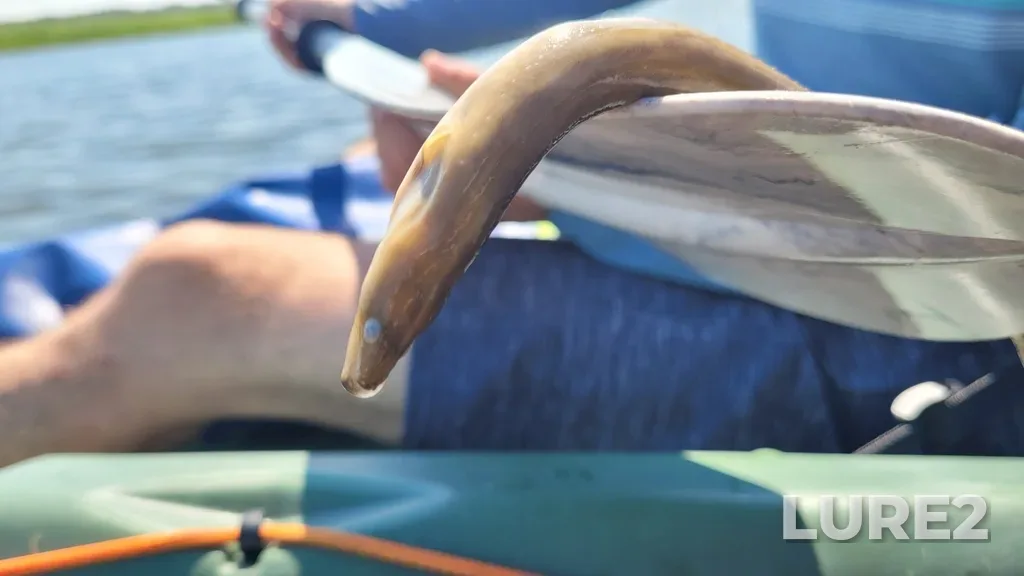 European eel — Kennebecasis River, Aug 06, 2022, 12:00 PM