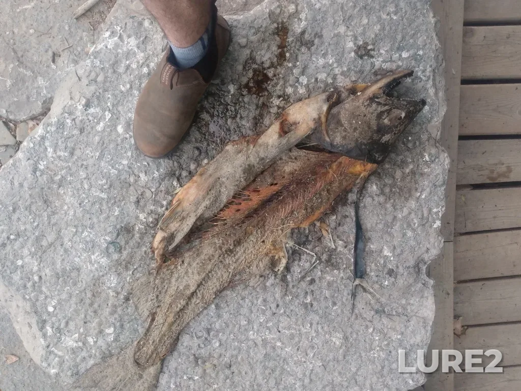 Chinook salmon — Etobicoke Creek, Aug 08, 2022, 10:23 AM