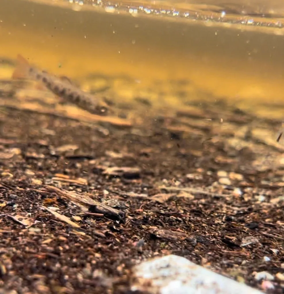 Brook trout — Salt Lake, Aug 8, 2022