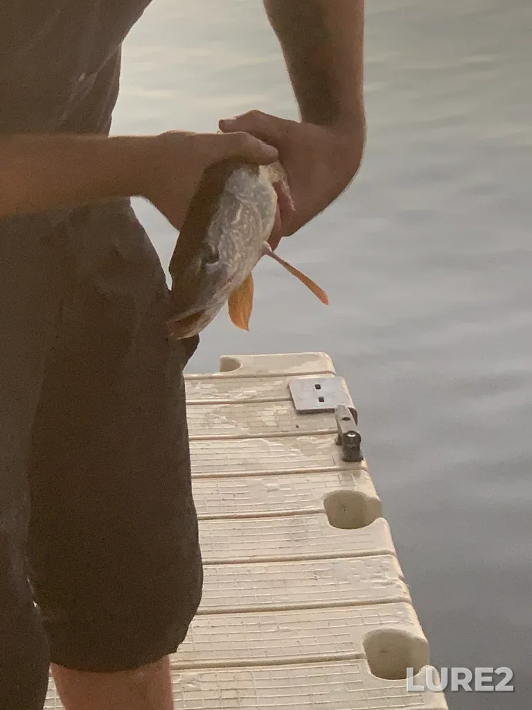 Pike — Gregoire Lake, Aug 10, 2022, 9:19 PM