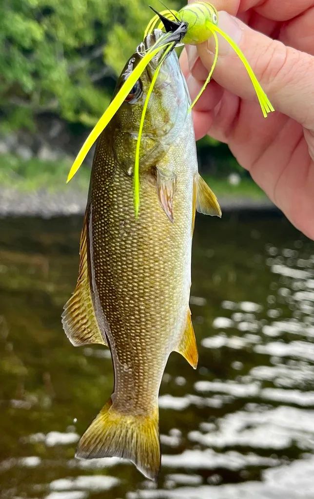 Smallmouth bass — Fancy Lake, Aug 11, 2022