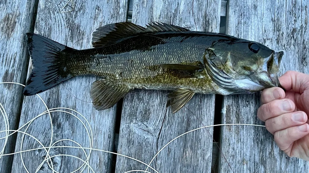 Smallmouth bass — Fancy Lake, Aug 11, 2022