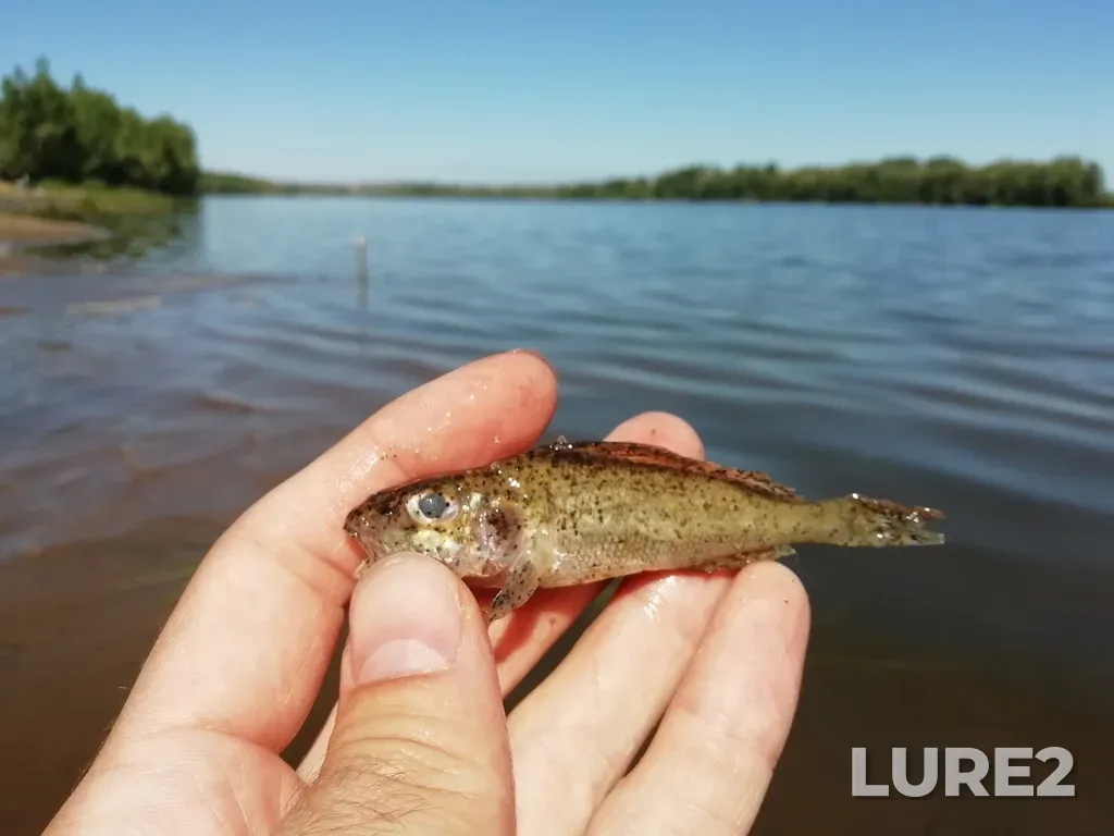 Ruffe — Vyatka, Aug 14, 2022, 11:33 AM
