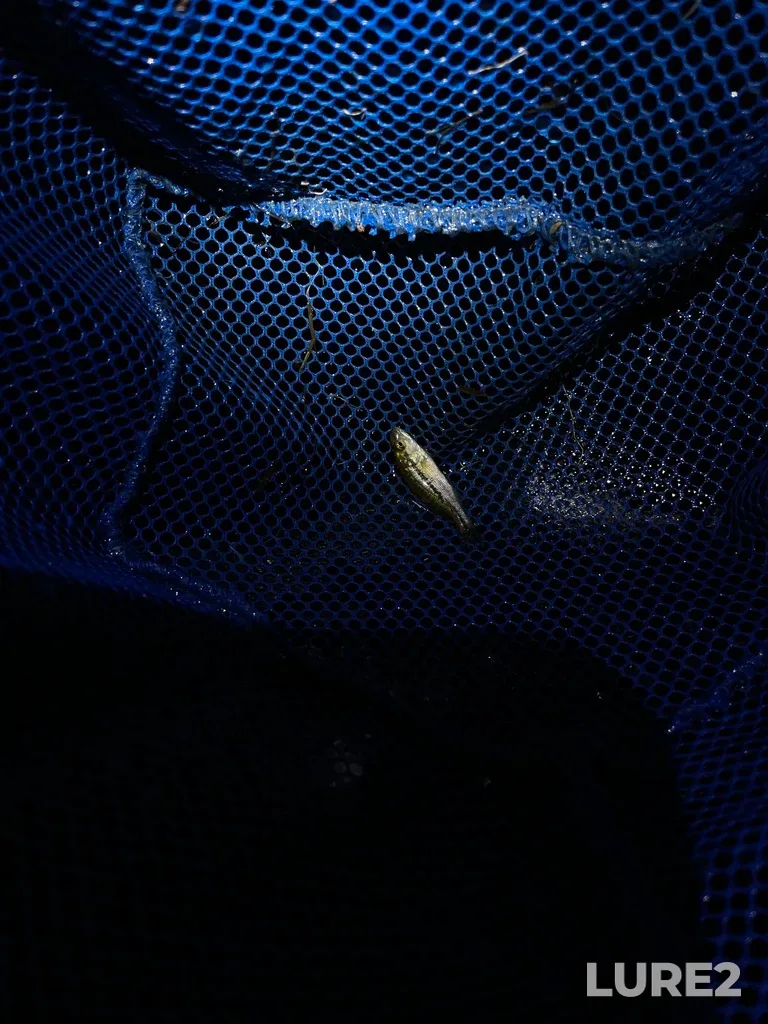 Largemouth bass — Island Lake, Aug 12, 2022, 1:25 AM