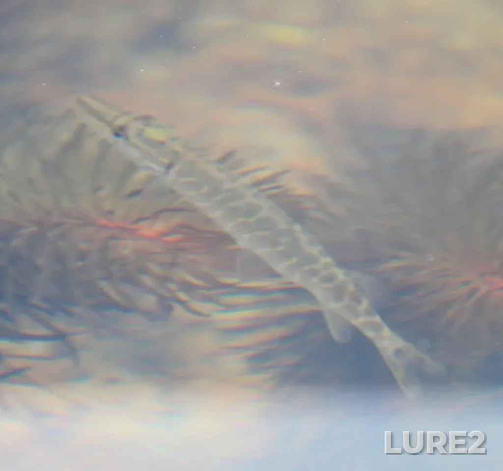 Pike — Kitoy, Aug 16, 2022, 4:27 PM