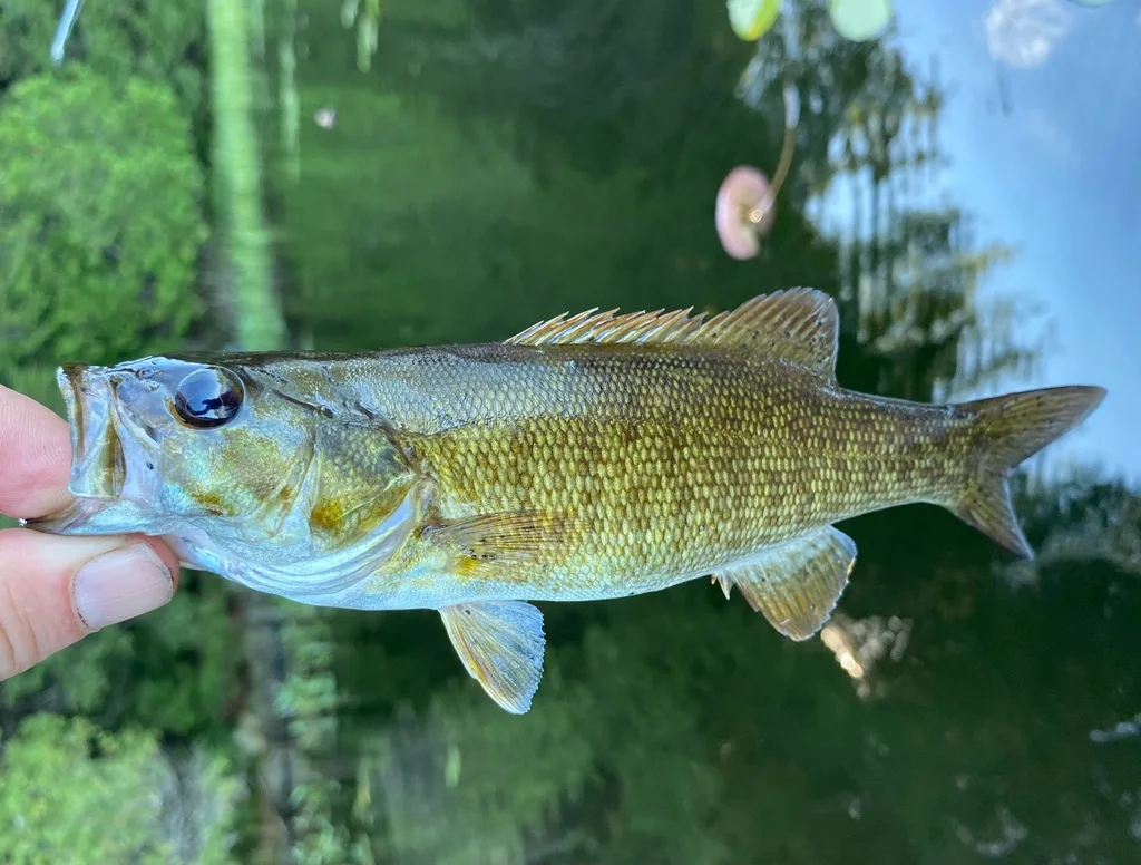 Smallmouth bass — Silent Lake, Aug 10, 2022