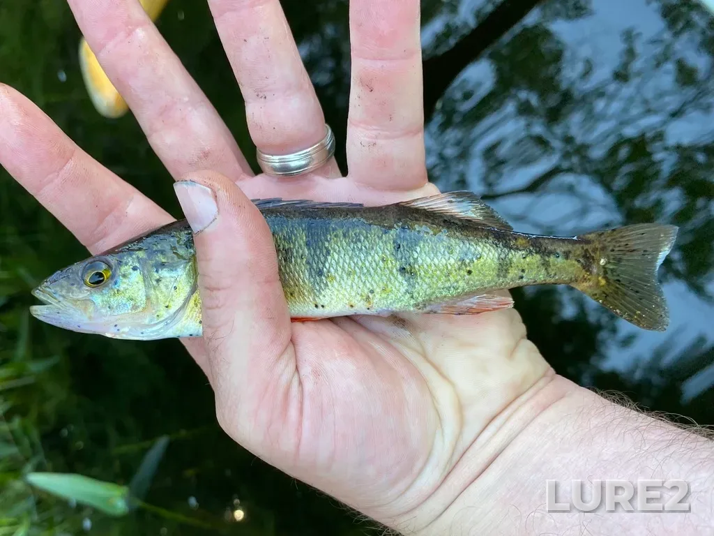 Yellow perch — Silent Lake, Aug 10, 2022, 5:29 PM