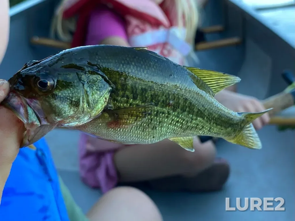 Largemouth bass — Silent Lake, Aug 10, 2022, 5:37 PM