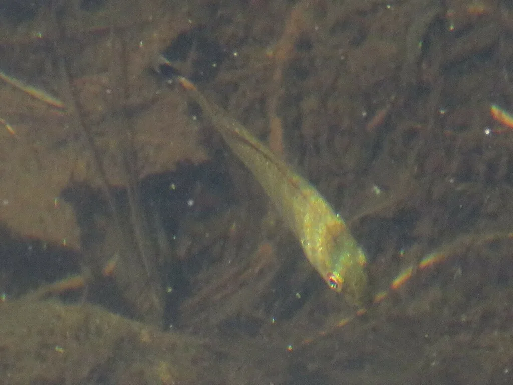 Smallmouth bass — Silent Lake, Aug 12, 2022