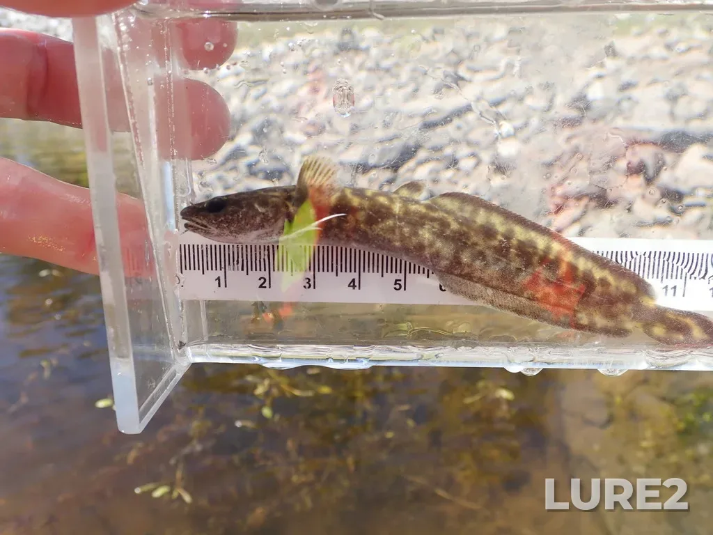 Burbot — Namewaminikan River, Aug 15, 2022, 12:38 PM