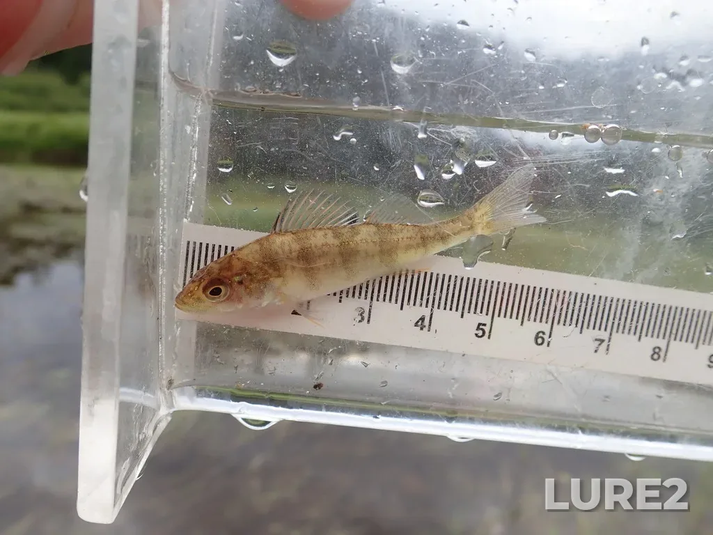 Yellow perch — Namewaminikan River, Aug 17, 2022, 9:25 AM