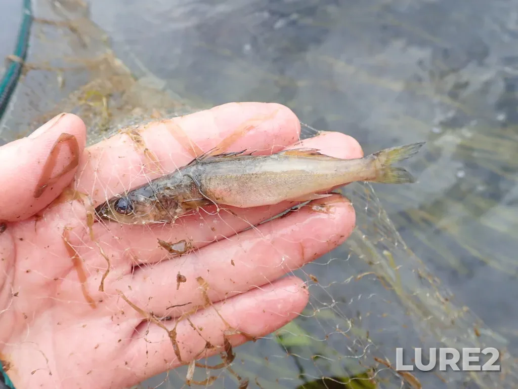 Walleye — Namewaminikan River, Aug 17, 2022, 9:41 AM