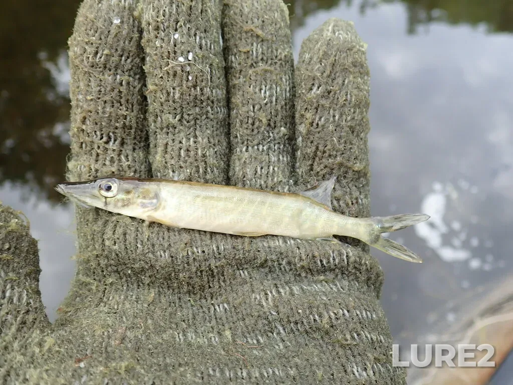 Pike — Foxear Creek, Aug 17, 2022, 10:02 AM