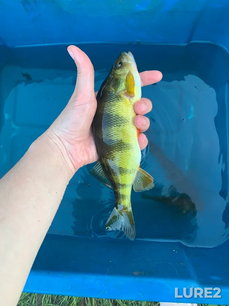 Yellow perch — Rivière Ouareau, Aug 20, 2022, 7:06 PM
