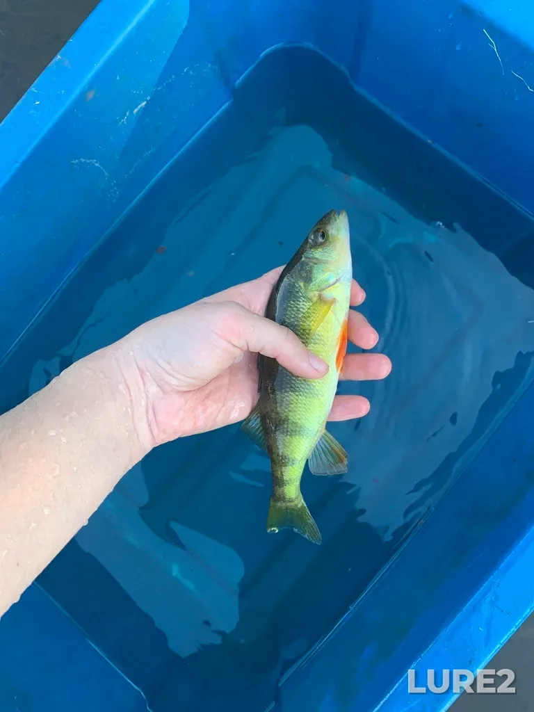 Yellow perch — Rivière Ouareau, Aug 20, 2022, 6:21 PM