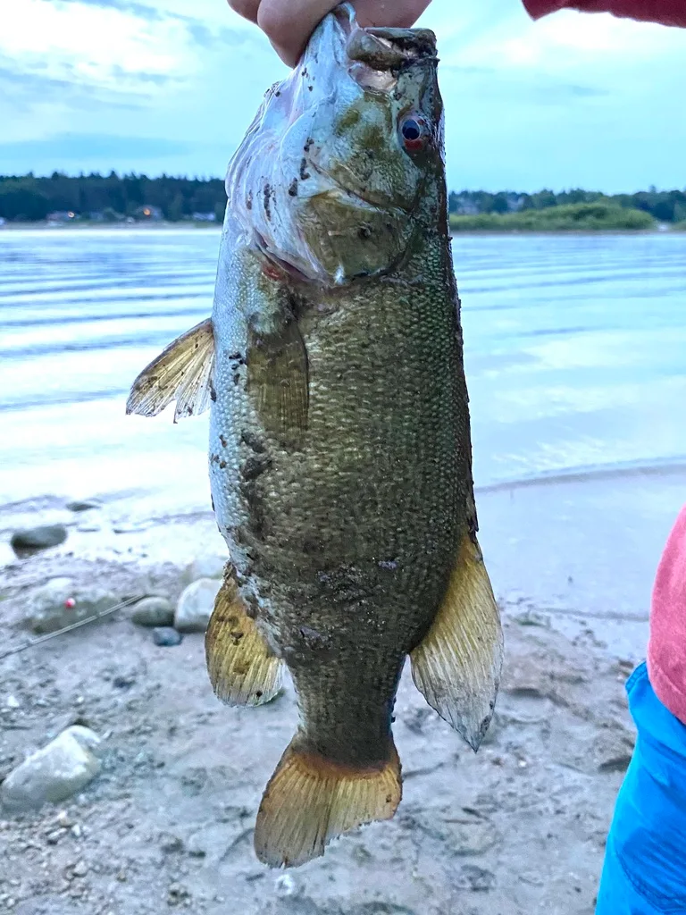 Smallmouth bass — Lake Belwood, Aug 20, 2022