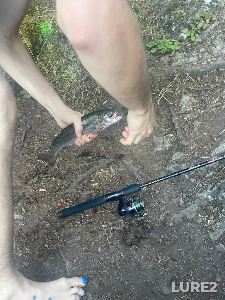 Rainbow trout — Prospect Lake, Aug 20, 2022, 4:51 PM