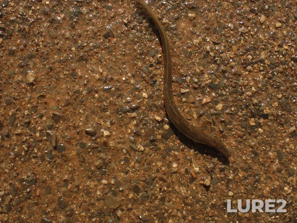 European eel — Avon River, Aug 22, 2022, 3:26 PM
