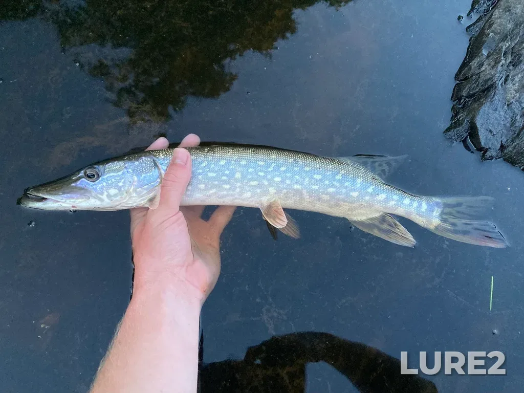 Pike — Wabigoon Lake, Aug 23, 2022, 8:17 PM
