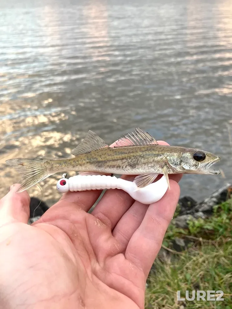 Sauger — Wabigoon Lake, Aug 24, 2022, 7:35 PM