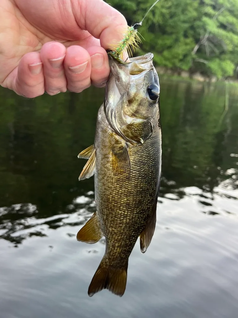 Smallmouth bass — Fancy Lake, Aug 25, 2022