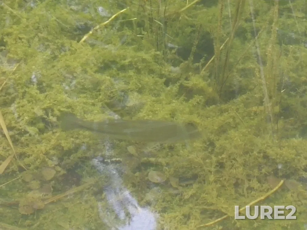 Largemouth bass — Lyn Valley Pond, Aug 26, 2022, 11:10 AM