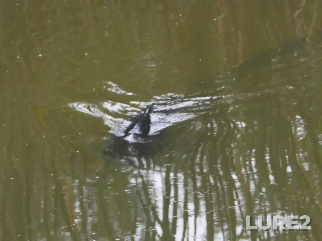 Carp — Lost Lagoon, Aug 26, 2022, 5:06 PM