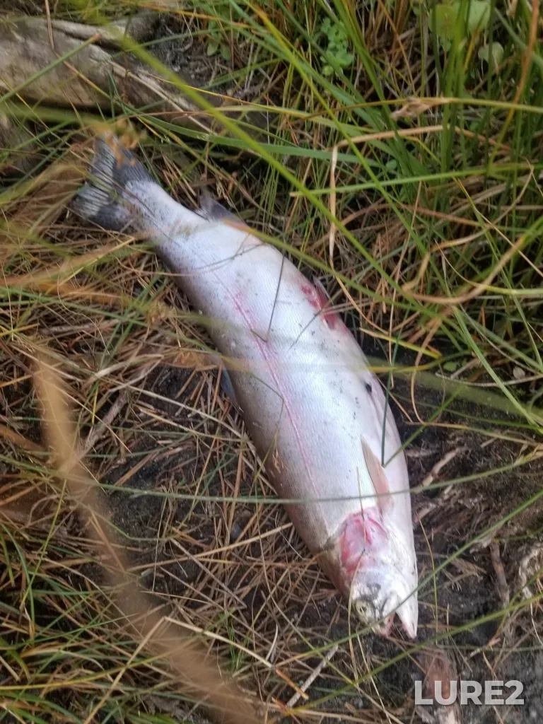 Rainbow trout — Stake Lake, Aug 31, 2022, 7:12 PM