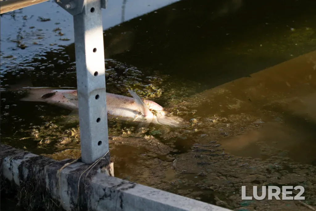 Whitefish — Sturgeon River, Aug 30, 2022, 6:56 PM