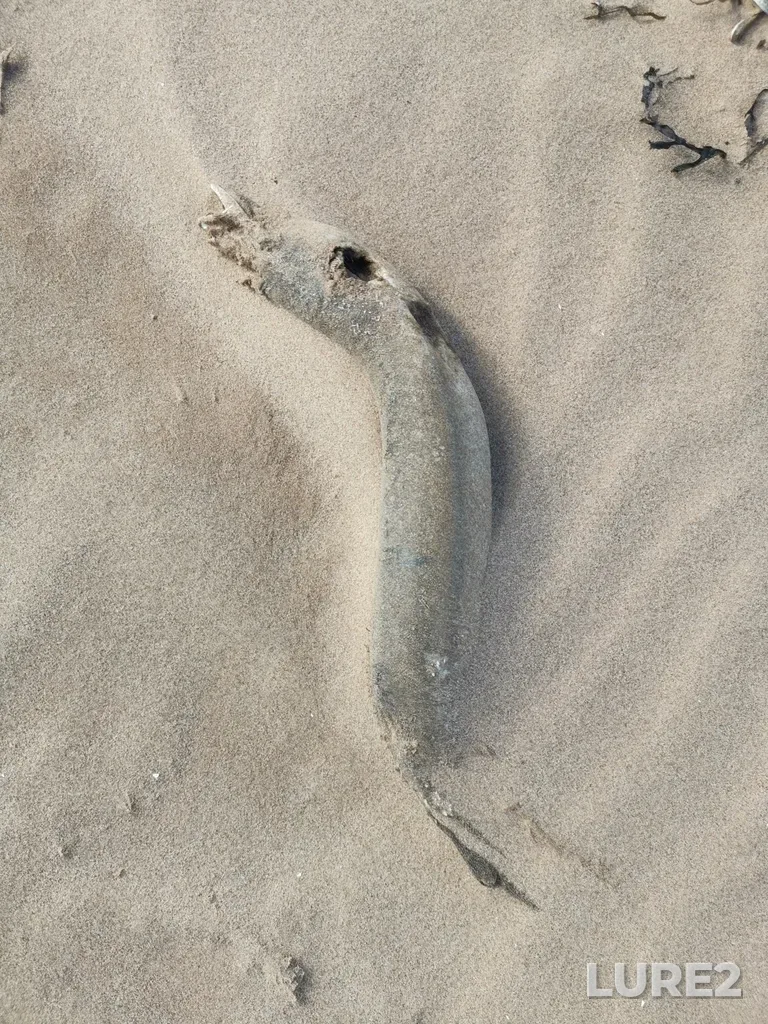 European eel — Rustico Bay, Sep 02, 2022, 9:54 AM