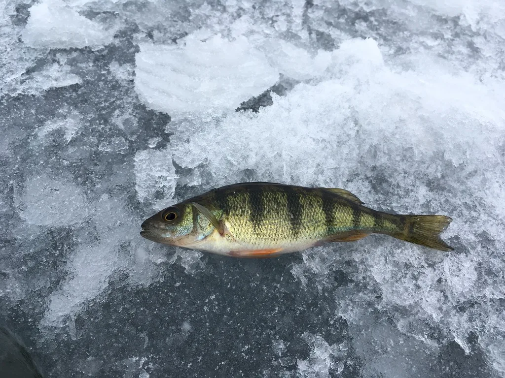 Yellow perch — Rice Lake, Feb 4, 2018