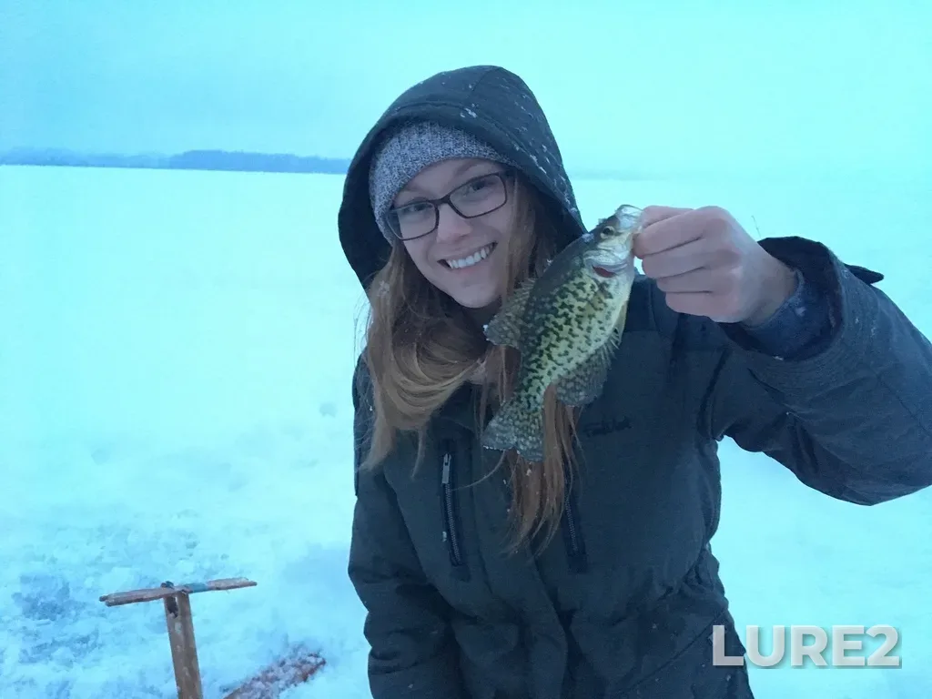 Black crappie — Rice Lake, Feb 04, 2018, 5:47 PM